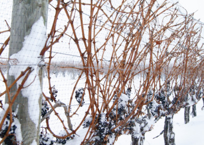Icewine Grapes in the midst of a Niagara Winter