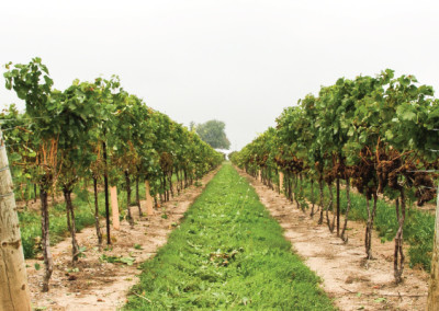Pillitteri Estates Winery, Our Vineyard