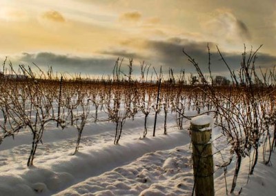 Our Vineyard in the Winter
