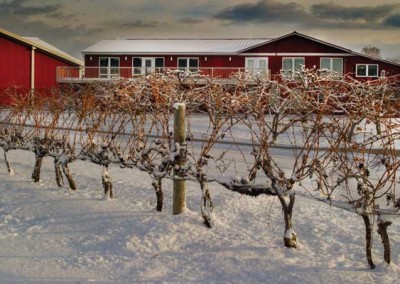 Cabernet Sauvignon grapes in the Winter