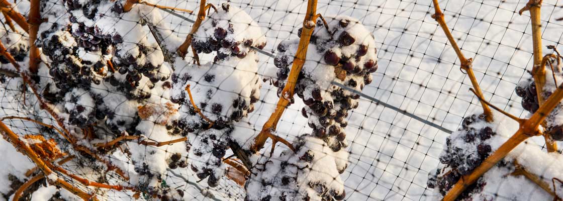Our Vineyard in the Winter